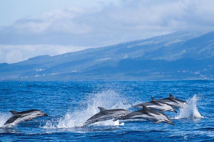 Excursion d'observation des baleines + îlot Vila Franca: Journée complète avec déjeuner
