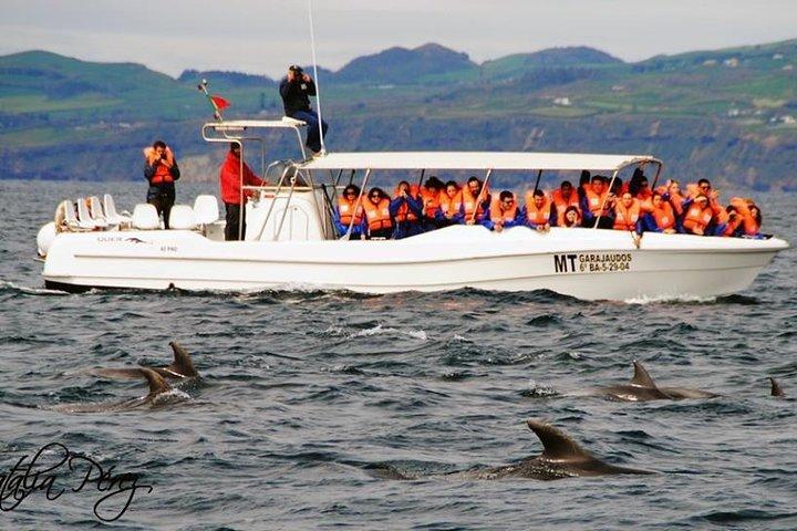 Excursion d'observation des baleines + îlot Vila Franca: Journée complète avec déjeuner