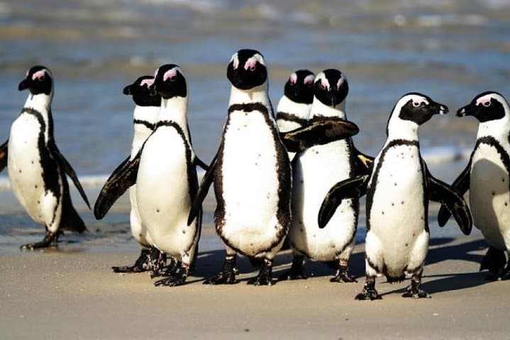 Cape Peninsula Full Day Tour in Private Car