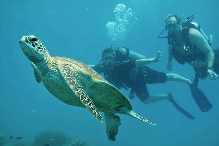 Ocean Freedom Great Barrier Reef Luxury Snorkel and Dive Cruise
