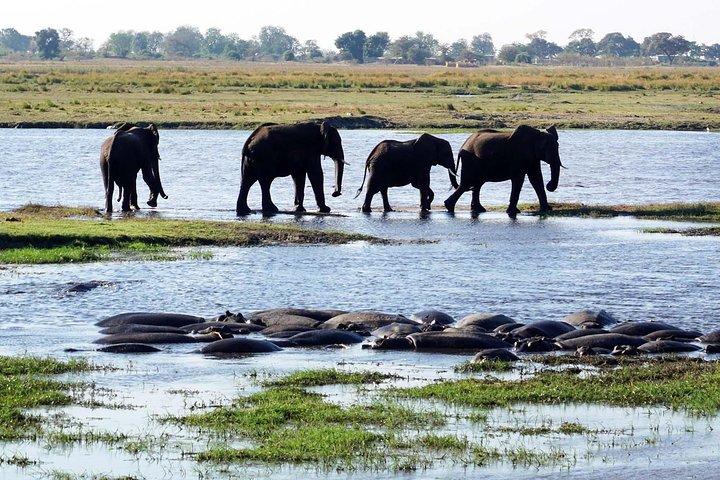 Chobe Day Safari vanuit Victoria Falls