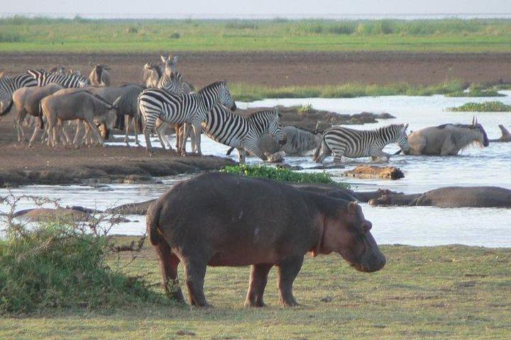 2 dages luksusafari i Tanzania