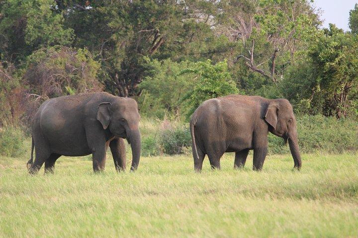 ハバラナからのミネリヤ国立公園サファリ