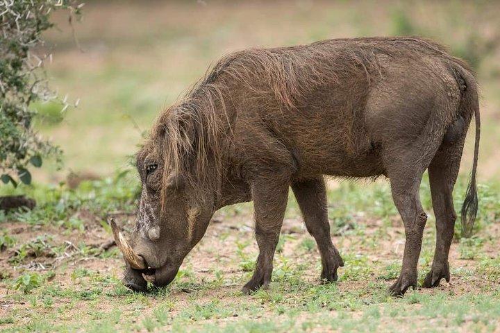 Safari de 2 días en camping económico en Tanzania