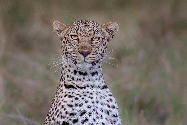 タランギーレ、セレンゲティ、ンゴロンゴロ、マニヤーラ湖国立公園。