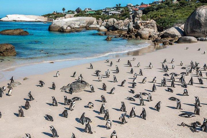 Sydafrika Kapstaden, Cape Peninsula Full Day Tour
