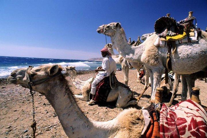 Dahab Safari de Sharm-el-Sheikh incl. Mergulho com snorkel e camelo