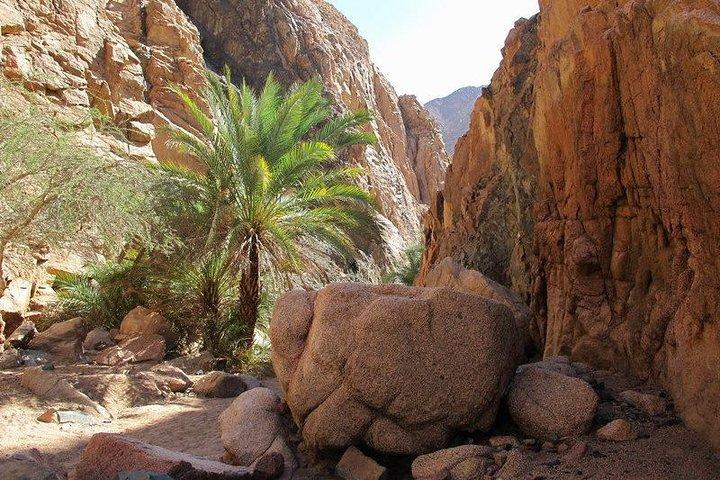 Dahab Safari de Sharm-el-Sheikh incl. Mergulho com snorkel e camelo