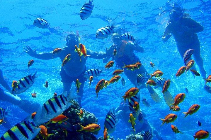 Dahab Safari de Sharm-el-Sheikh incl. Mergulho com snorkel e camelo
