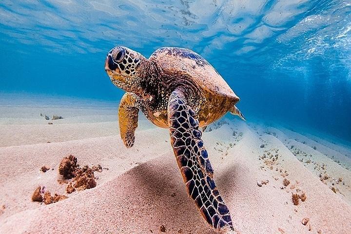 ワイキキ発オアフ島グランド サークル島ツアー