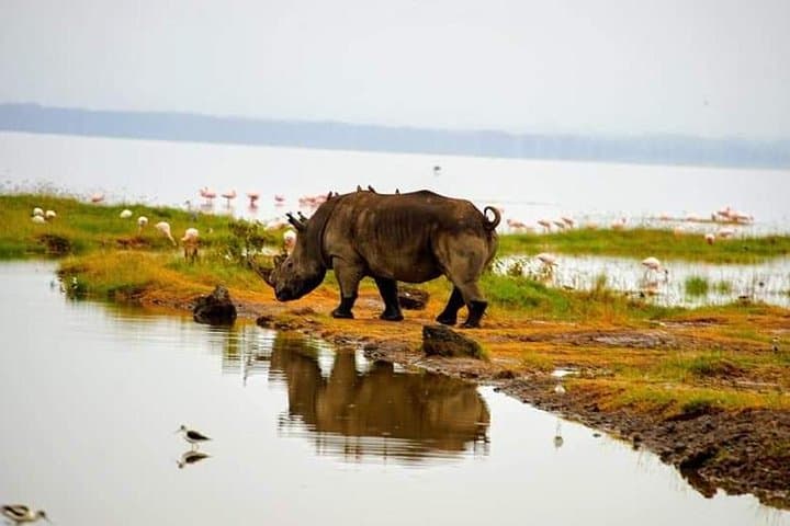 Day trip to Lake Nakuru National Park