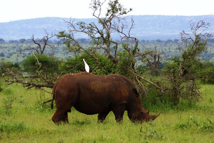 1-tägige Krüger-Park-Safari ab Maputo (Safarifahrzeug mit offenem Heck)