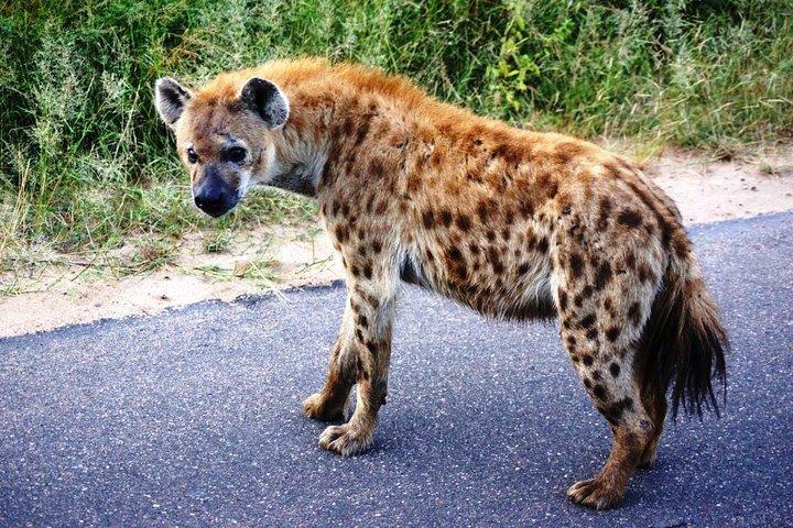1-tägige Krüger-Park-Safari ab Maputo (Safarifahrzeug mit offenem Heck)