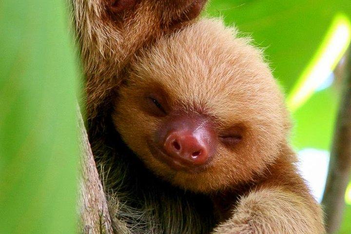 Manuel Antonio Park: Naturführung mit einem Naturexperten