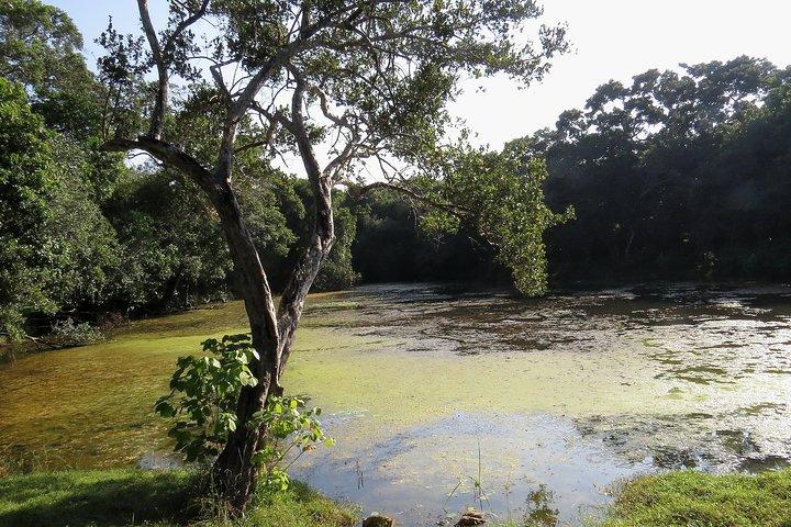 ウィルパットゥ国立公園入場券(プライベートサファリ付き)