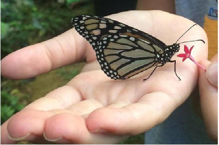 Maui Butterfly Farm Tour