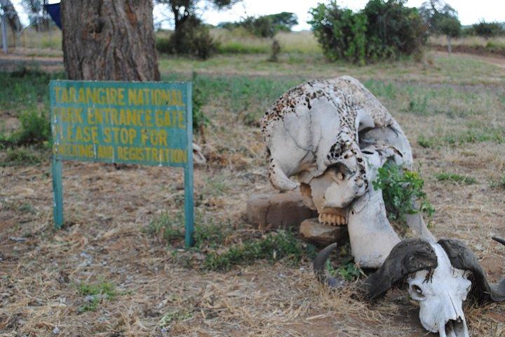 Safari privato di 1 giorno nel Tarangire National Park