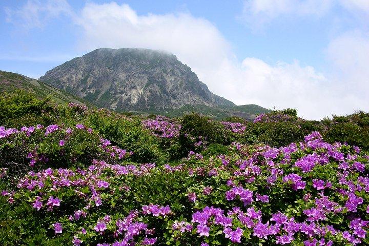 Anpassad privat JEJU vandringstur i 7 dagar (Mt. Hallasan och Olle Course)