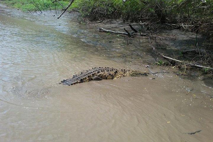 Wildtiertour im Palo Verde Nationalpark