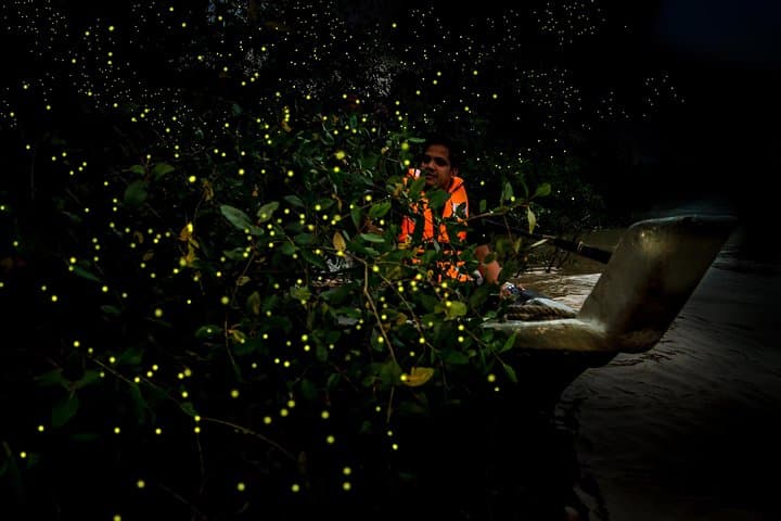 Fireflies Tour Include Seafood Dinner And Boat Ride