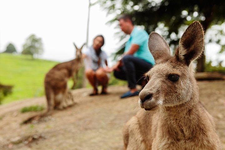 Privat Blue Mountains High Country Day Trip från Sydney
