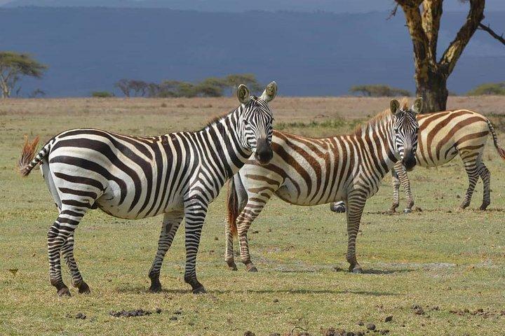 Parque Nacional do Lago Nakuru: Day Trip from Nairobi