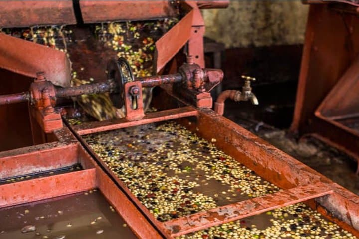 Nairobi Coffee Farm and Factory Tour