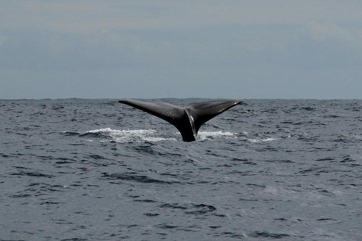 Costa Adeje: Walbeobachtung im Süden Teneriffas