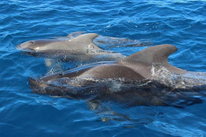 Costa Adeje: Walbeobachtung im Süden Teneriffas