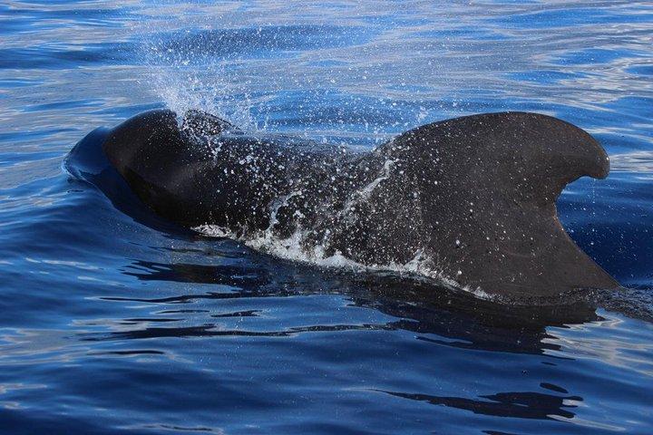 Costa Adeje: Walbeobachtung im Süden Teneriffas