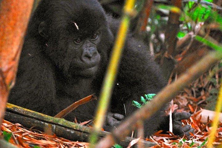 Ab Kigali: 2-tägiges Gorilla-Trekking-Erlebnis in Ruanda