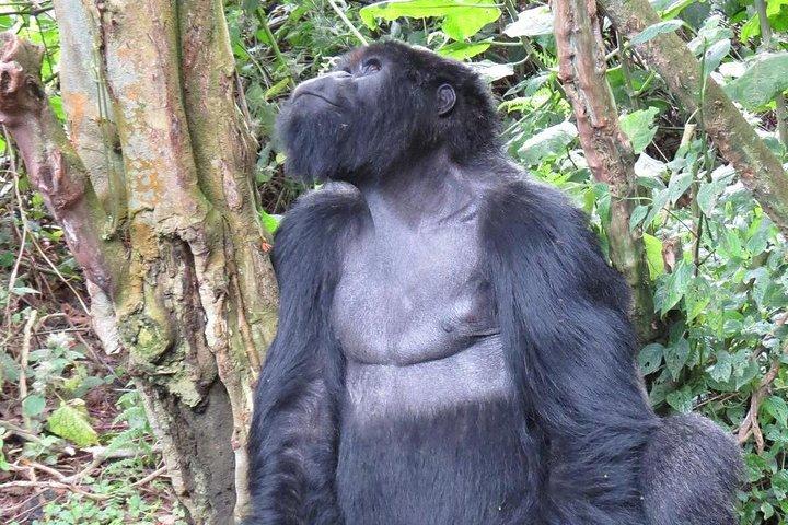Ab Kigali: 2-tägiges Gorilla-Trekking-Erlebnis in Ruanda