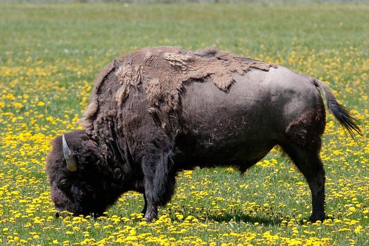 Safari dans le parc national privé de Yellowstone