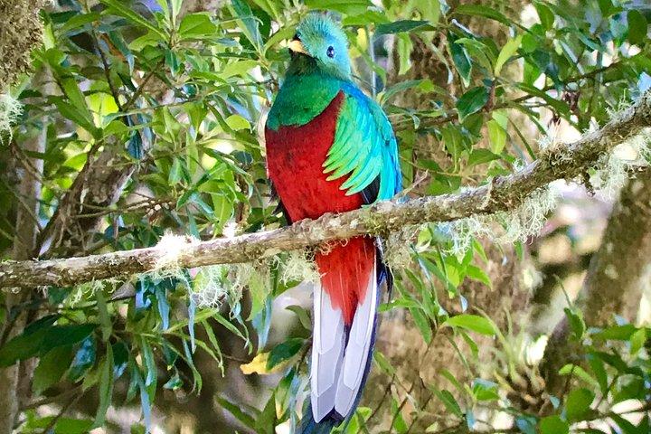 Los Quetzales National Park och Coope-Dota Coffee Experience
