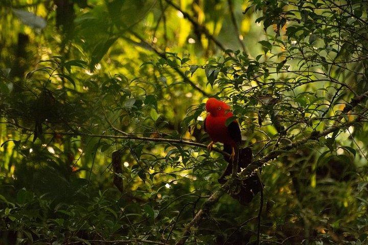 4 dagars Manu Jungle Tour : Amazonas Wildlife Experience från Cusco