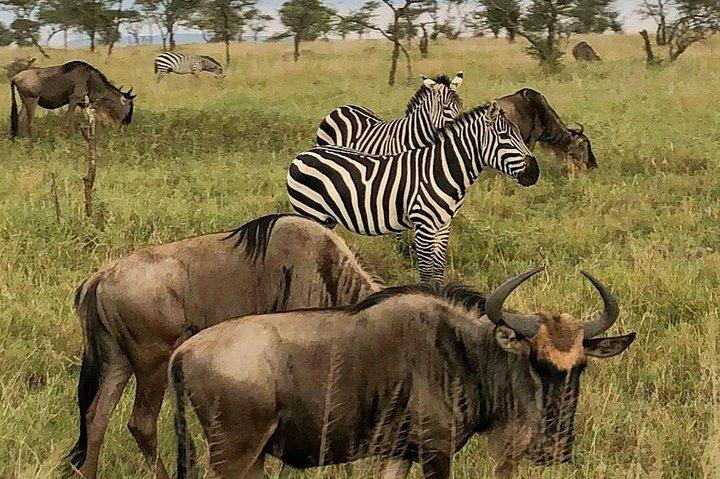 7 días de safaris en el lodge