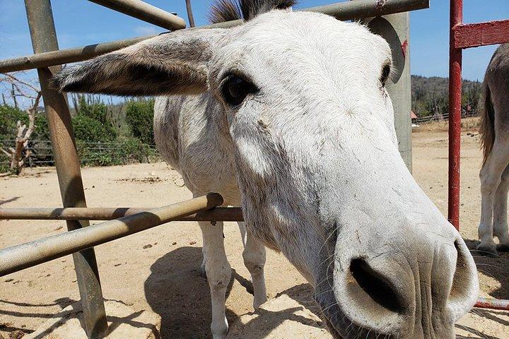 アルバ動物保護区の半日ガイド付きツアー