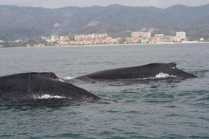 Excursion d'une demi-journée en petit groupe à Puerto Vallarta