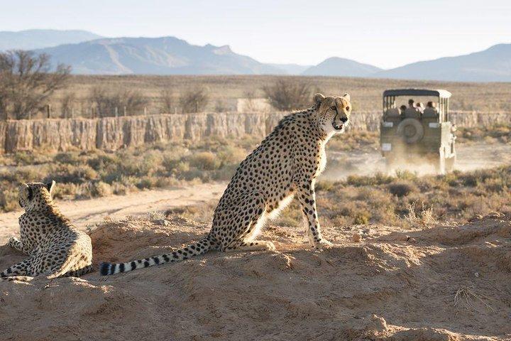 Ciudad del Cabo 3 - Day Attraction : Aquila Safari Tour&Wine &Robben Island
