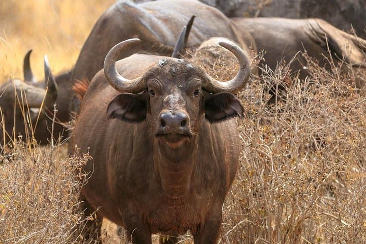 Day Safari To Nakuru National Park From Nairobi