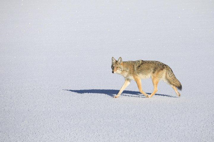 Het beste van Jackson Hole Wildlife Private Safari Tour