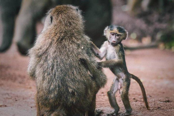 タランギーレ国立公園:アルーシャのガイド付きツアー
