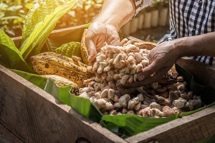 Rainforest Combo – Fauna selvatica, cioccolato e meraviglie della cascata