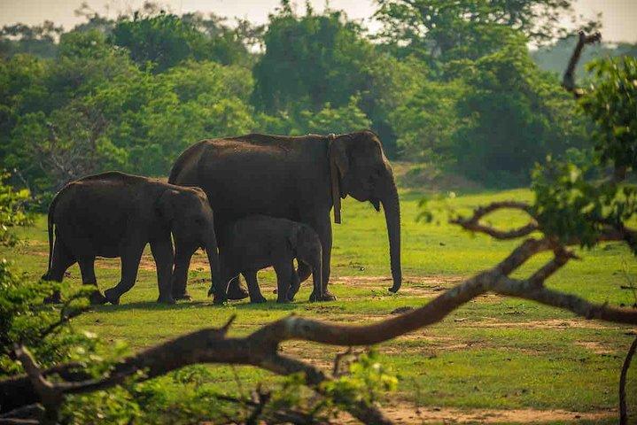 ヒッカドゥワ発ウダワラウェ国立公園サファリ旅行