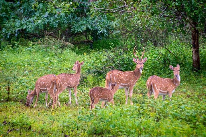 ヒッカドゥワ発ウダワラウェ国立公園サファリ旅行