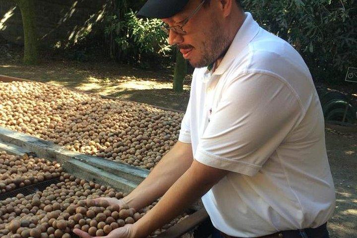 Ferme de Macadamia et massage du visage + visite privée d'Antigua Guatemala