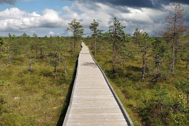 Go North - Excursion privée d'une journée dans la nature estonienne