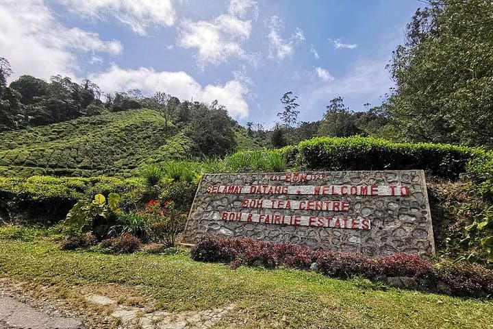 Full-day Cameron Highlands Day Trip from Kuala Lumpur