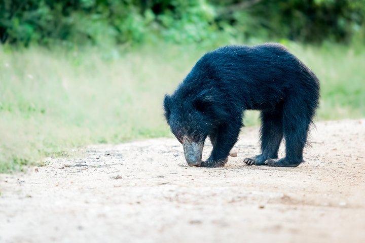 2 días Parque Nacional Yala desde Colombo con Jeep Safari