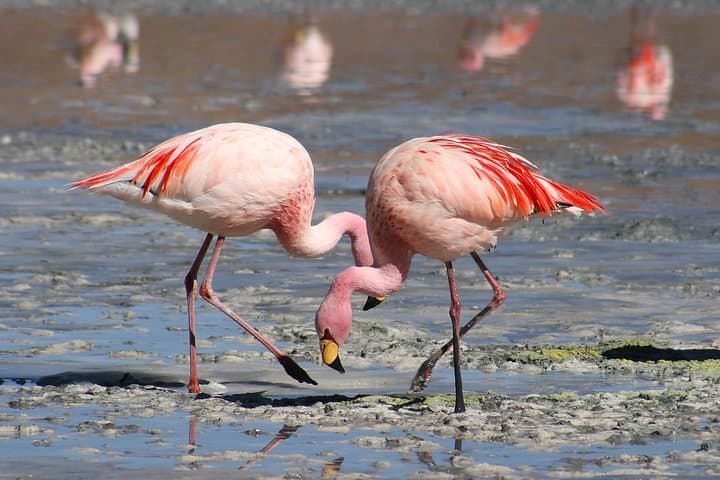 7-Day Amboseli-Lake Naivasha-Masai Mara NP